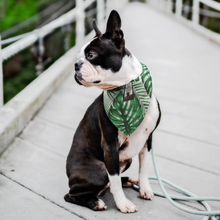 Load image into Gallery viewer, Kimberley Coffee Company Tropical Dog Bandana